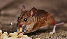 24 Hour & Emergency Exterminators in Oakland, FL
